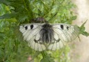 Parnassius mnemosyne ©  S. Beshkov